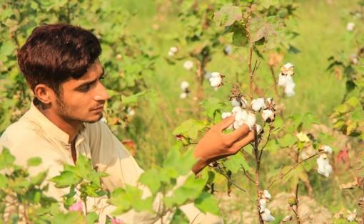 State of Cotton Production in Pakistan